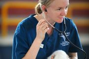 Working with Animals Careers--Veterinary Technician