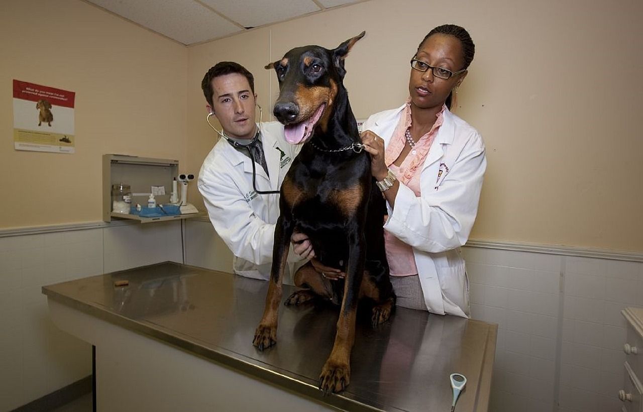 two veterinarians with a dog