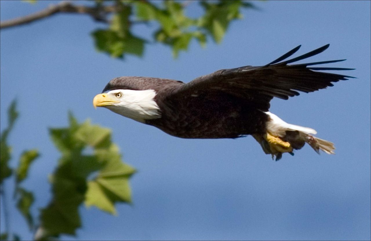 Bald eagle soaring in the wild
