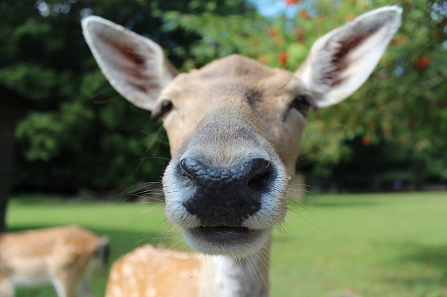 face of deer