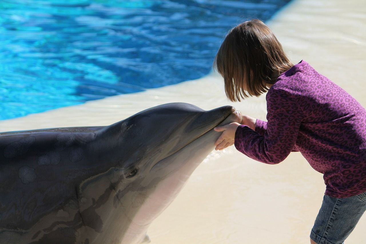 child touching a trained dolphin