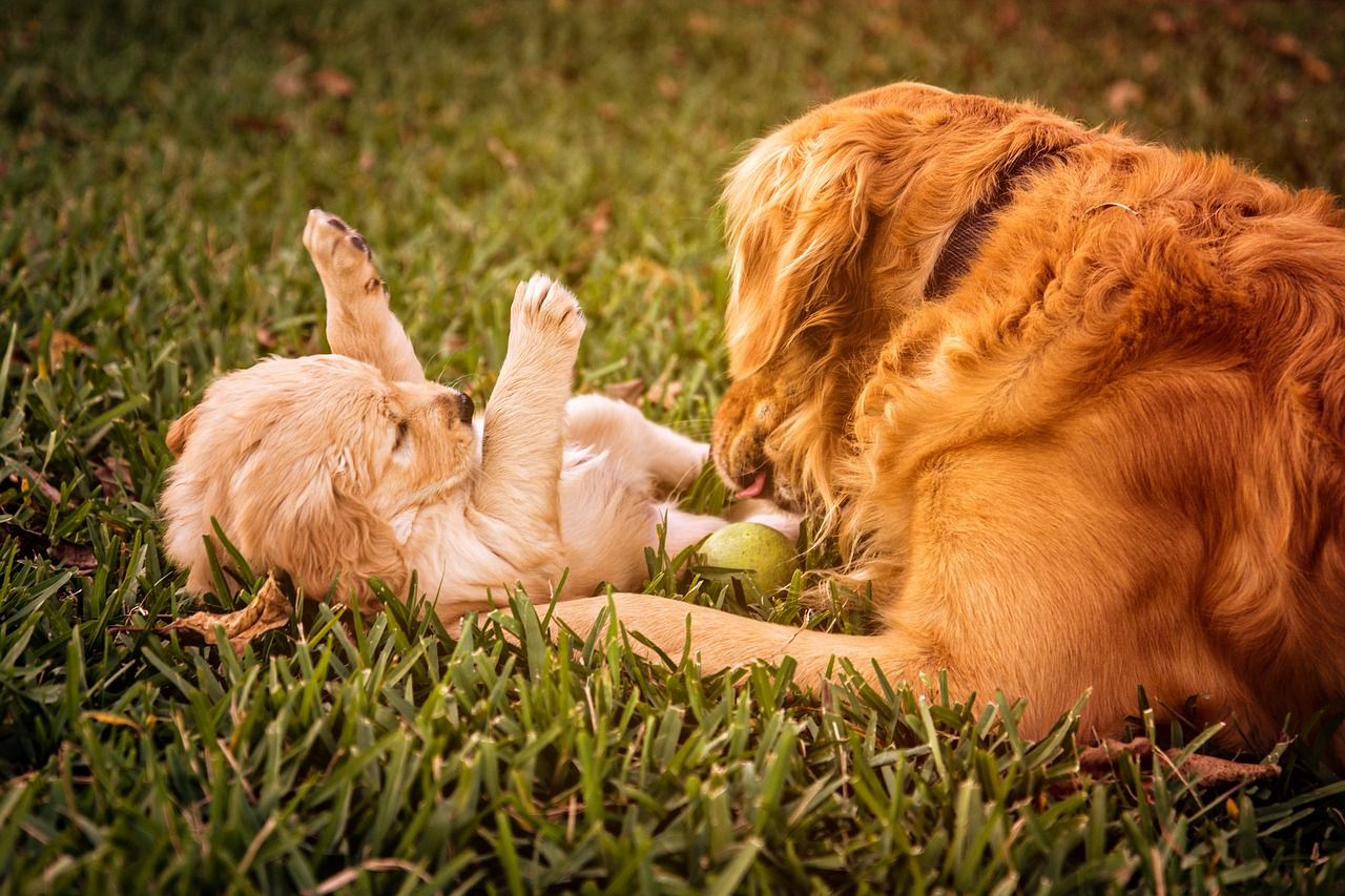 large dog and small dog playing in grass